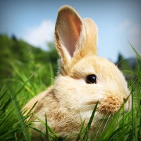 /album/tipos-de-riego/photolia-a03-jpg/